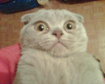 That surprised scottish fold cat meme face