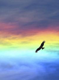 Lone eagle soaring above rainbow-hued clouds at dusk