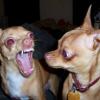 Two dogs mid-bark, caught in a candid moment