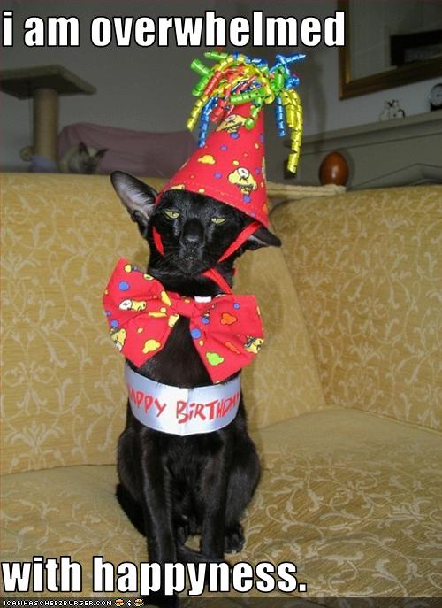 Grumpy black cat overwhelmed with birthday happiness