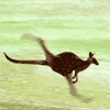 A leaping kangaroo captured mid-stride on green turf
