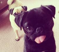 Cute pug duo, one sticking its tongue out