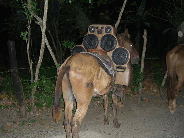 Horse rigged with a giant boombox speaker system