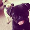 Cute pug puppy sticking its tongue out
