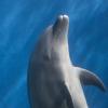 A dolphin surfacing against deep blue water