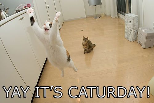 Jumping cat meme celebrating Caturday classics