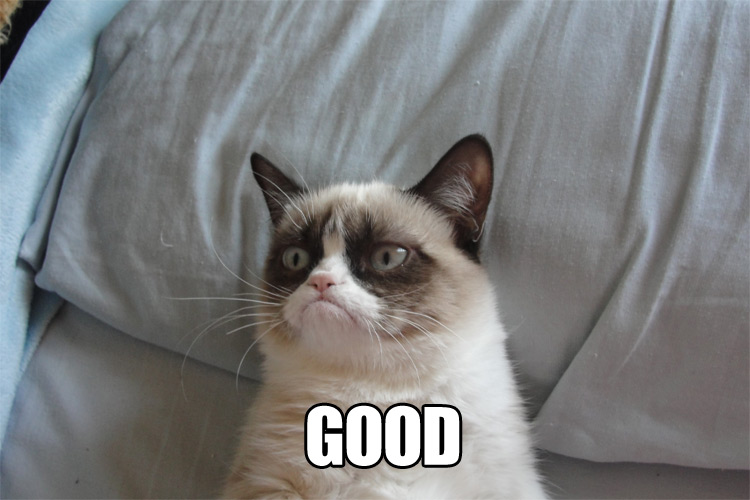 Grumpy Cat approves the new crew member