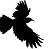 A raven in flight, wings outstretched in silhouette
