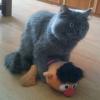 Fluffy grey cat guarding a plush toy