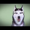 Surprised husky meme face, classic forum reaction pic