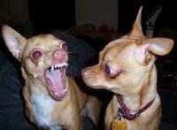 Two chihuahuas mid-bark, classic funny pet meme