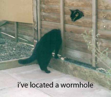 Cat discovers a wormhole through the fence