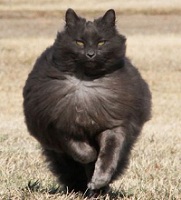 That one absurdly fluffy cat mid-strut meme