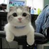 A curious cat perched on someone's shoulder