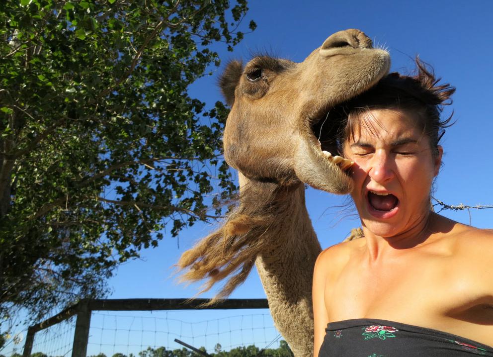 Camel photobombs woman's selfie, pure comedy gold