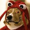 Dog rocking a red lobster hat, classic forum meme material