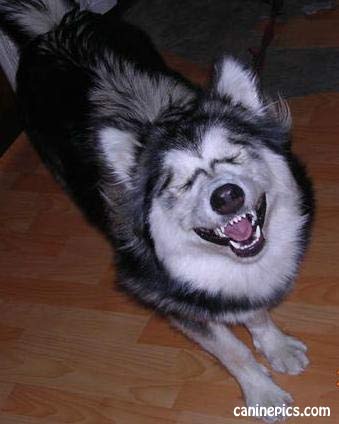 Goofy grinning husky mid-shake, pure forum charm