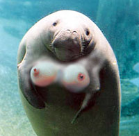 Manatee close-up, oddly amusing forum meme pic