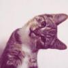 Curious kitten tilting its head, classic forum avatar vibes