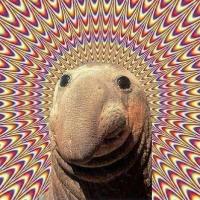 That trippy manatee optical illusion meme everyone shared