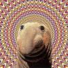 Trippy seal staring into a psychedelic vortex