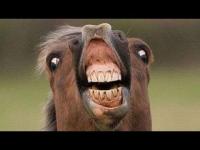 That horse laughing at your forum ban again