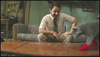 Cat reaches for red shoe as guy watches, amused