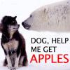 Wolf begs polar bear's help snagging some apples