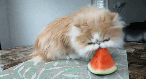 Fluffy cat devouring a watermelon slice